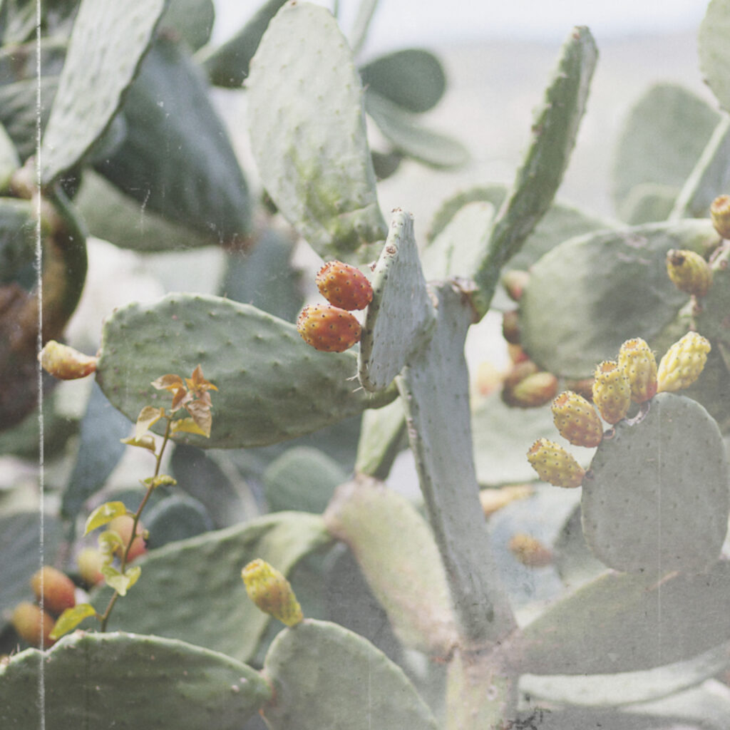 Gin di Puglia - La Casa Pugliese - Foggia